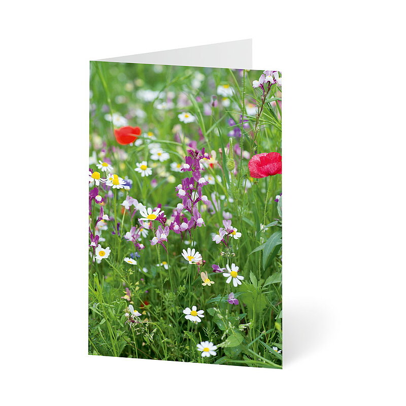 Blumenwiesen